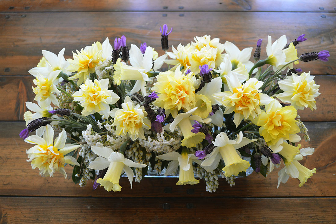 Alex Smith Floral Arrangement - Daffodil