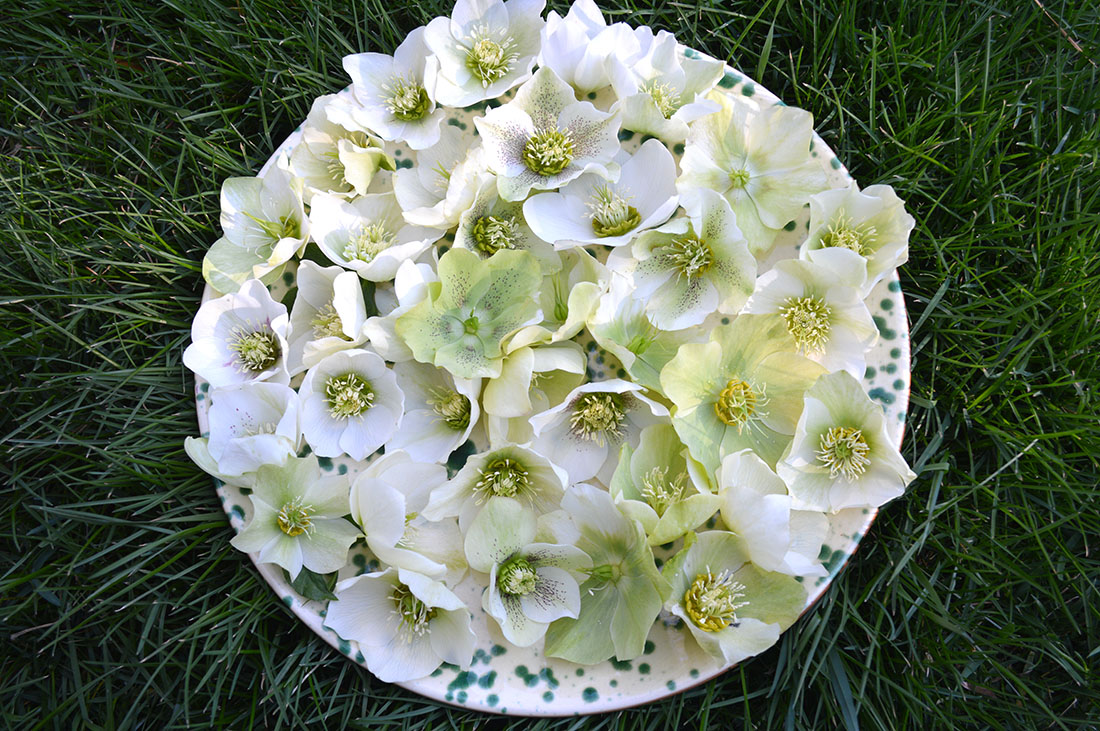 Alex Smith Floral Arrangement - Hellebore