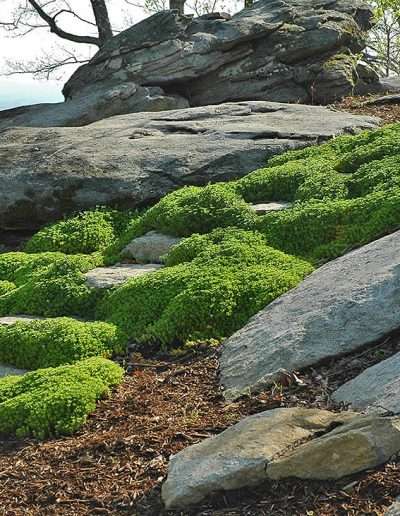 alex-smith-garden-design-sanders-3-rocks
