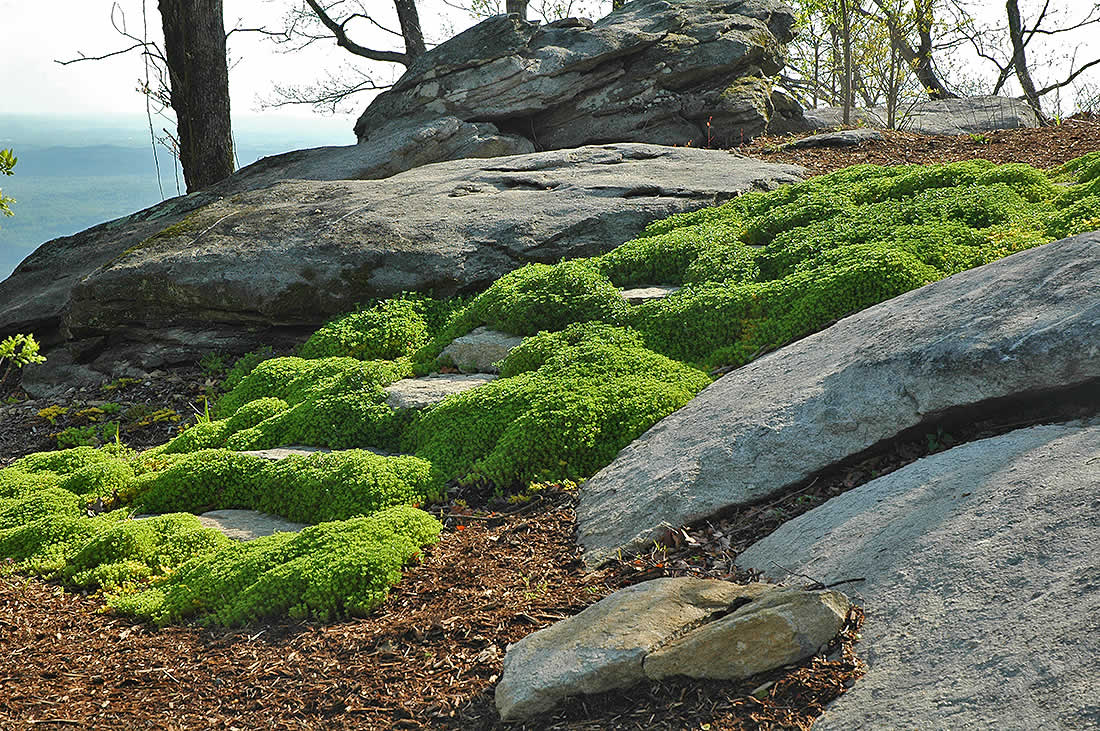 alex-smith-garden-design-sanders-3-rocks