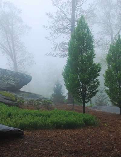 alex-smith-garden-design-sanders-5-trees