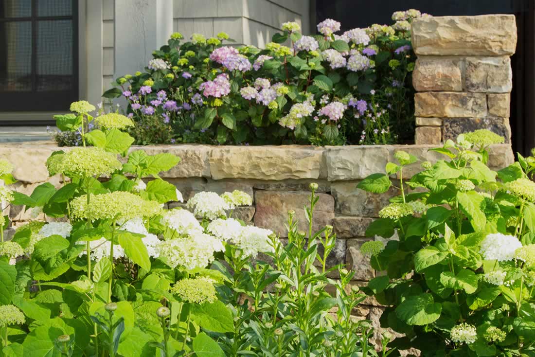 garden-design-thompson-3-hydrangeas